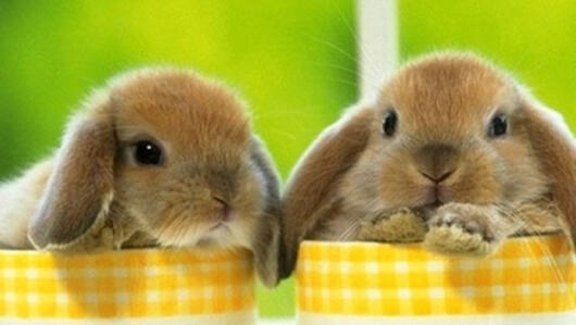 02.08.2022 (YJ/CH/DY) Unni Rabbits